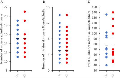 Evaluating Sexual Dimorphism of the Muscle Spindles and Intrafusal Muscle Fibers in the Medial Gastrocnemius of Male and Female Rats